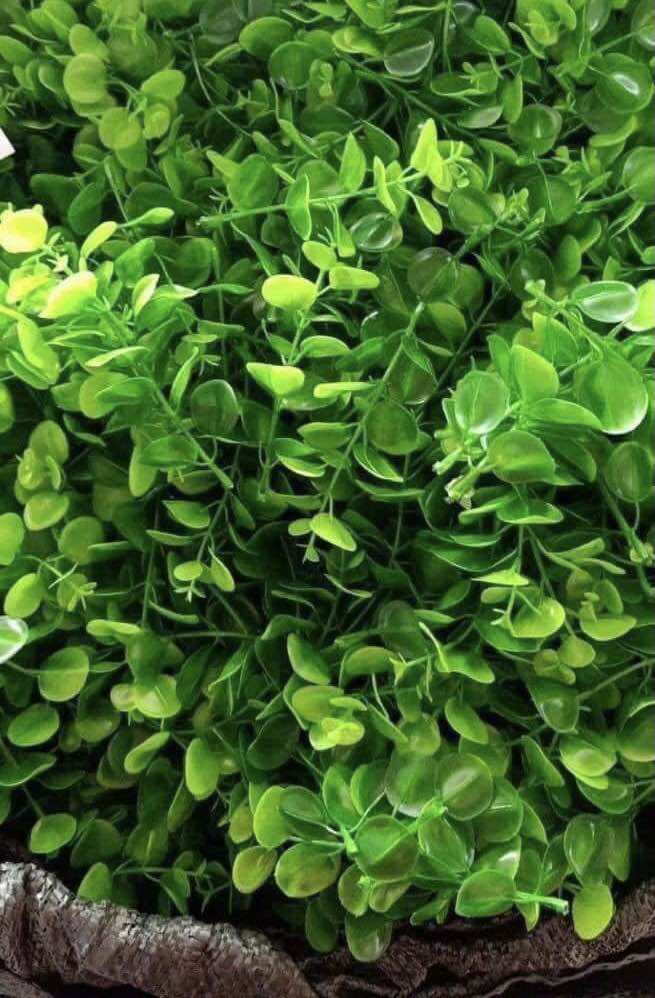 Cỏ điểm tại chuột, bịch 100g