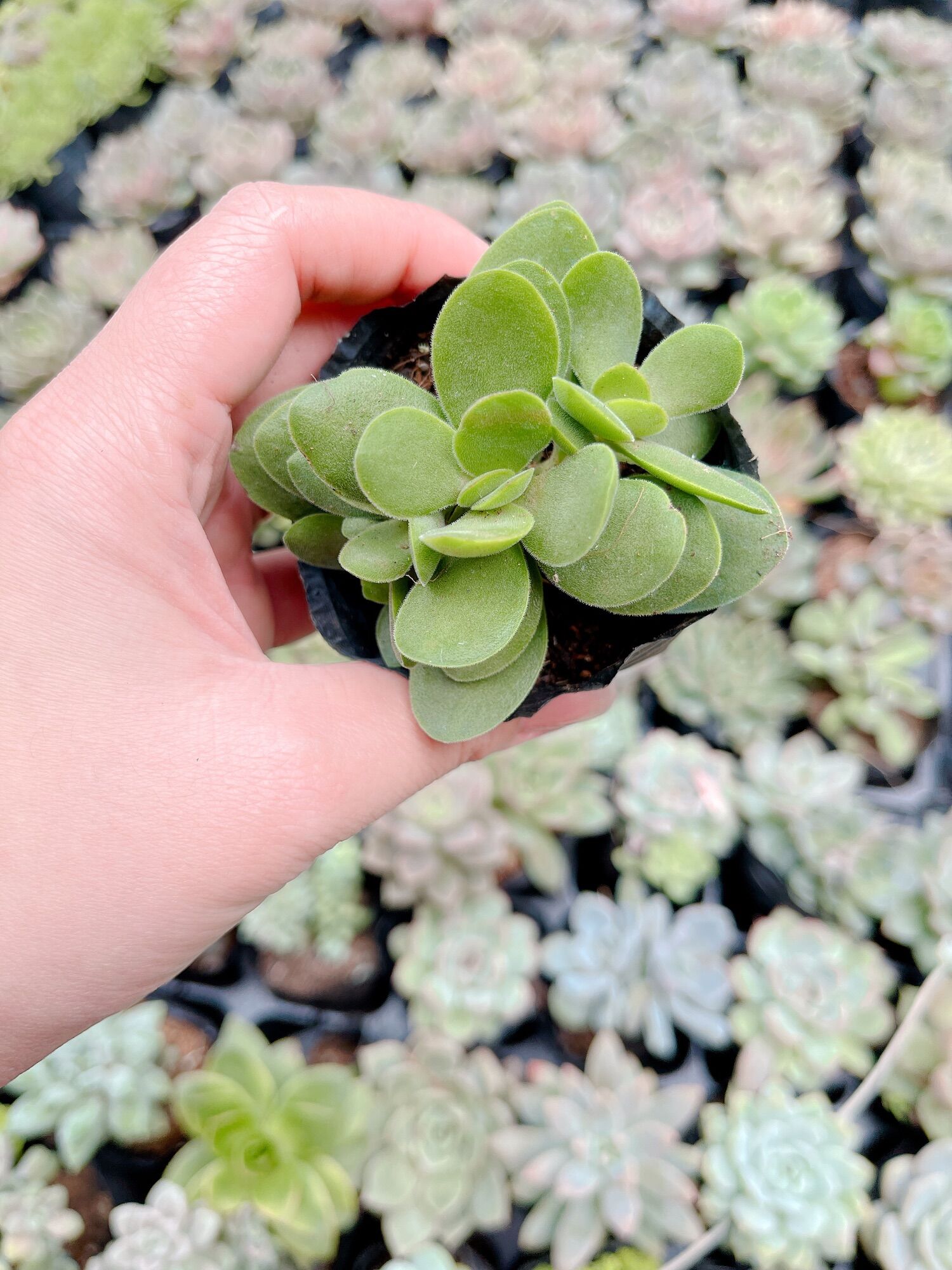 Sen đá bướm xanh size bầu