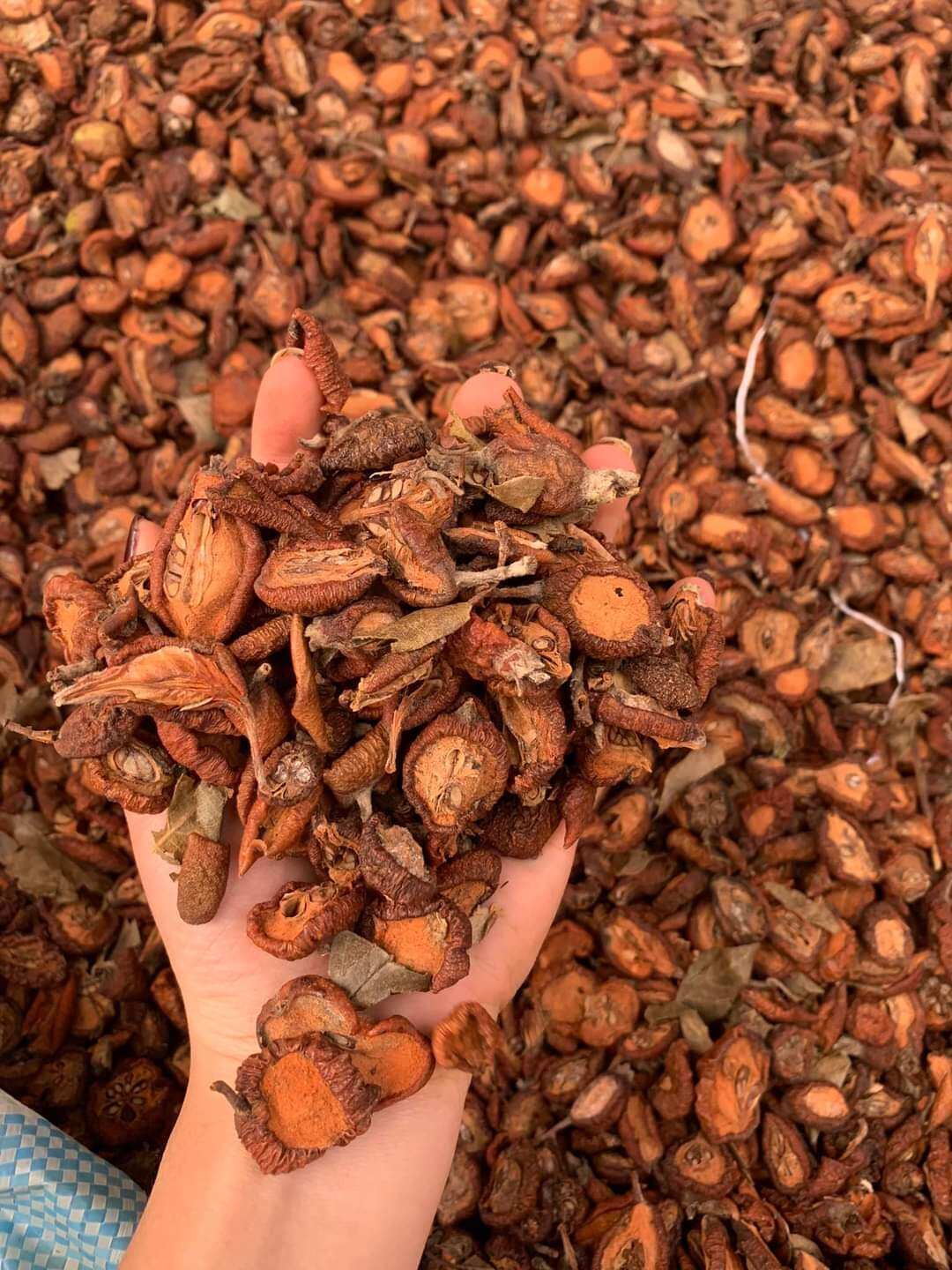 TÁO MÈO KHÔ TÂY BẮC