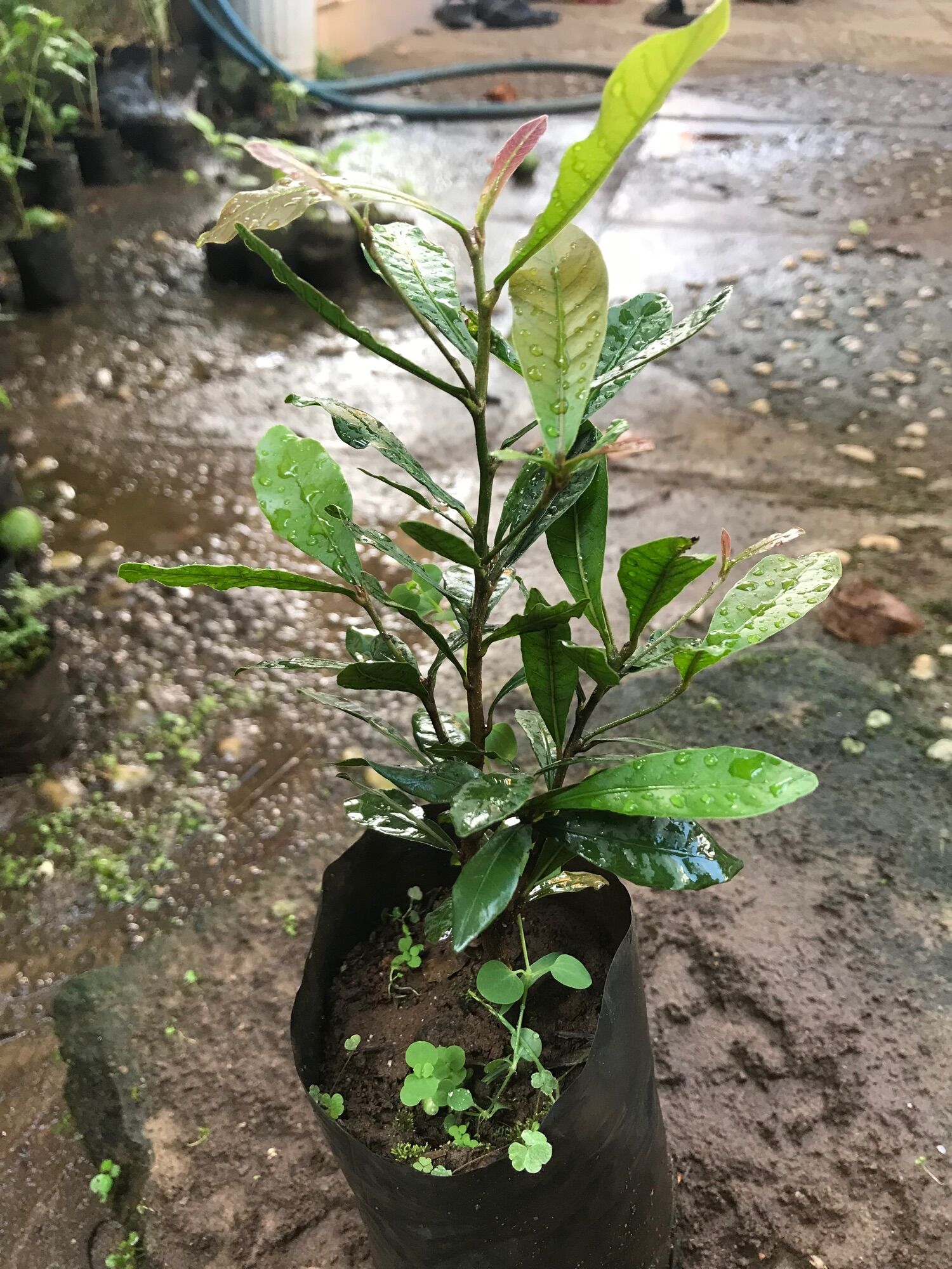 Cây thần kỳ thân gỗ (cây giống nhỏ cao 10cm)