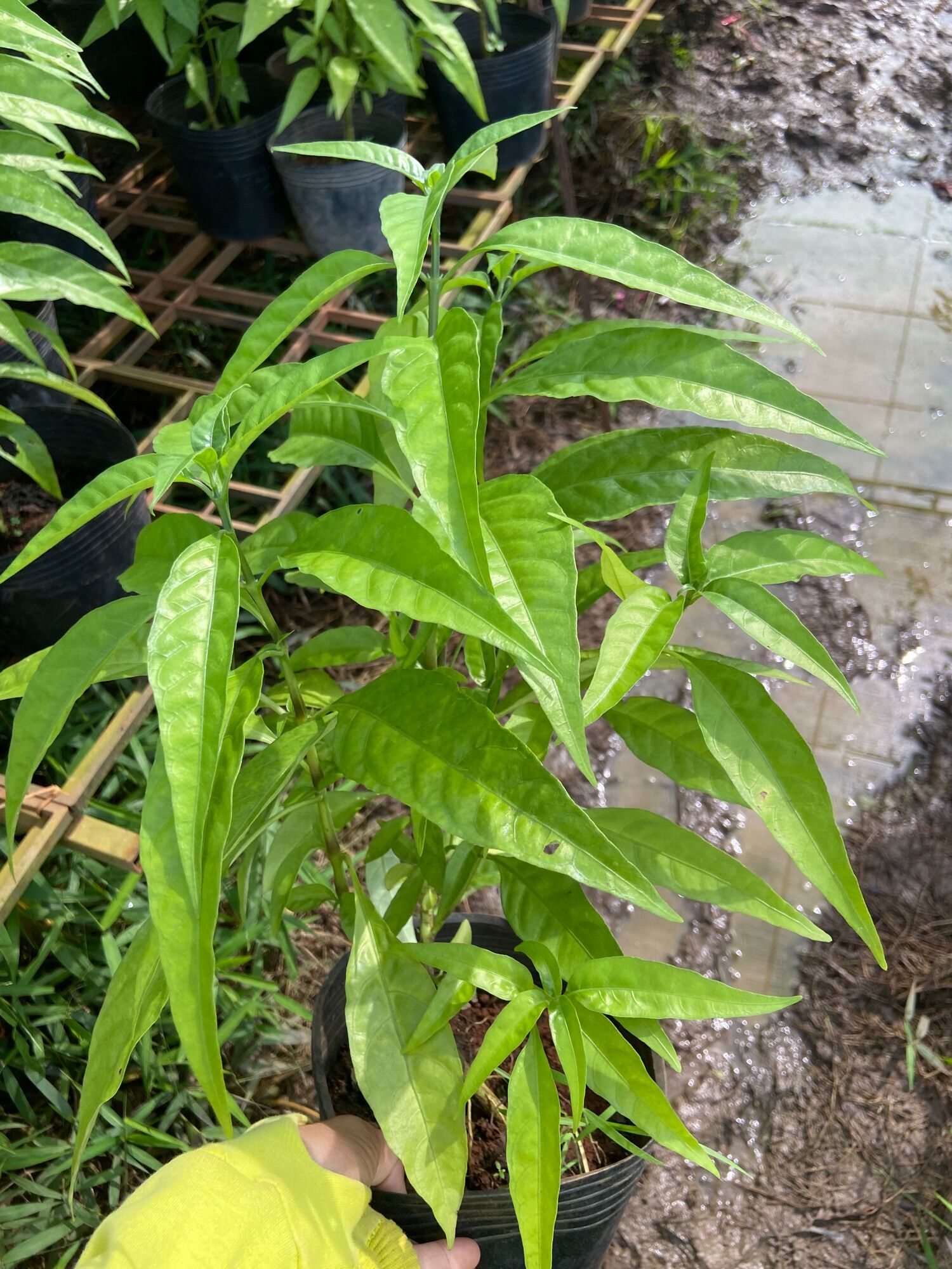 Hoàn ngọc trắng (chậu to)