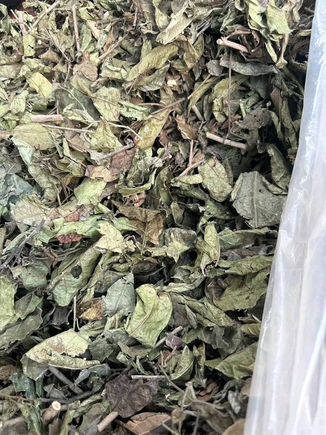 Xạ đen khô hòa bình hàng thân.lá.Trà xạ đen khô hàng phơi sạch sẽ tự nhiên