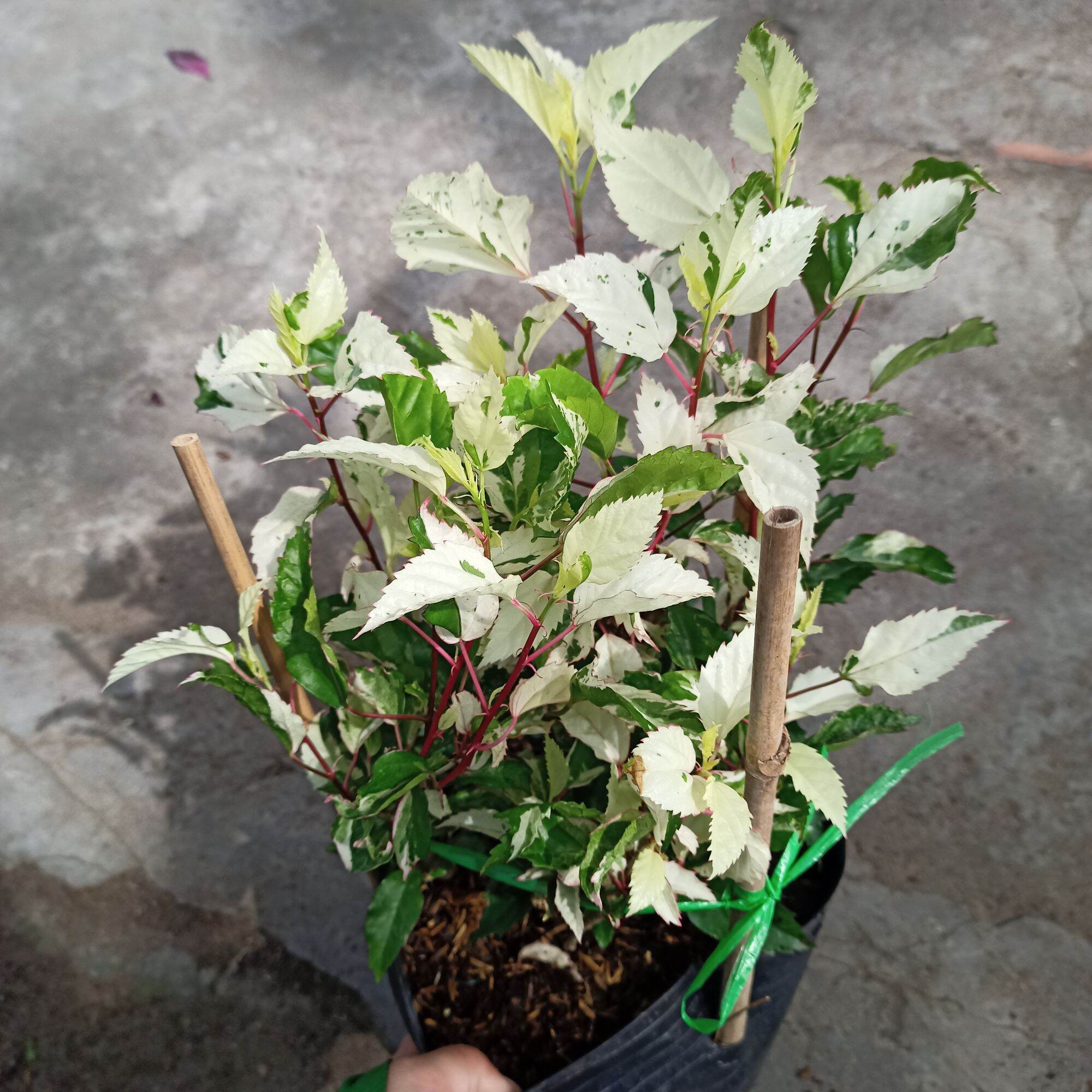 Chậu cây bụt var trắng