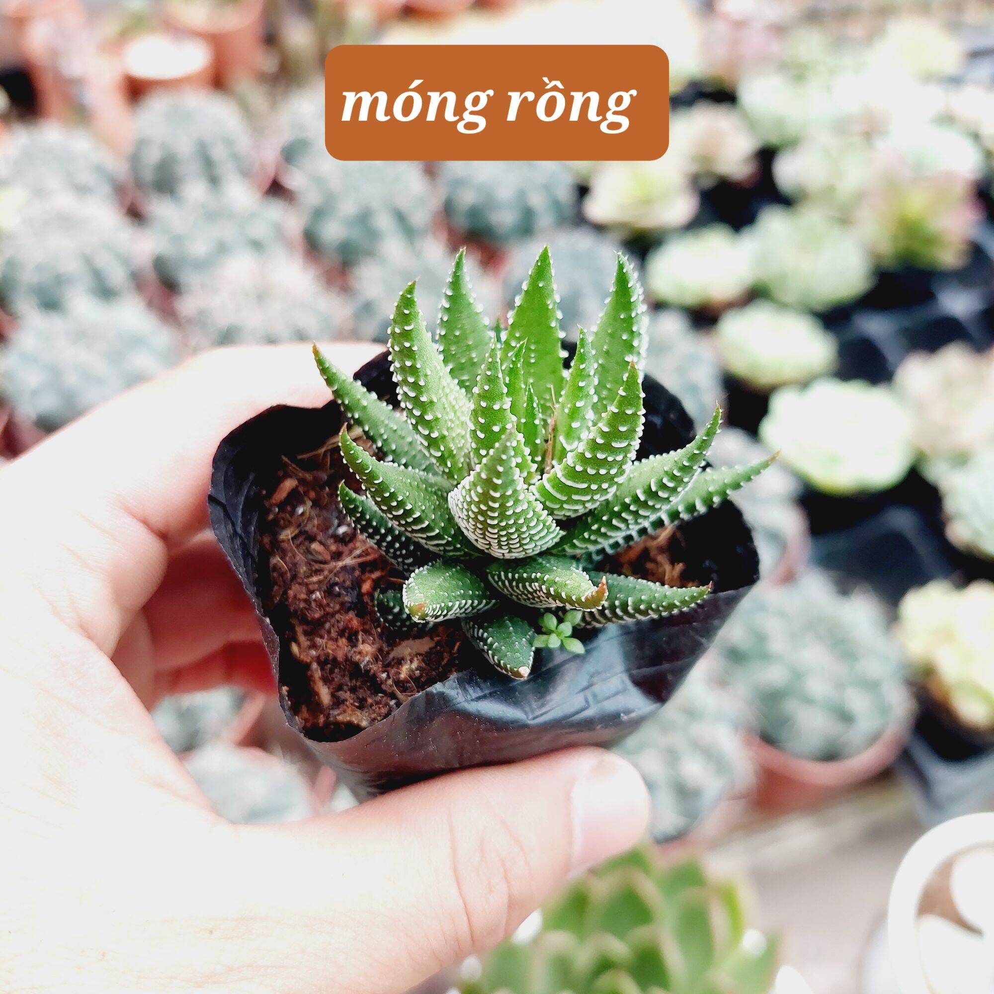 Mã số xr002 - xương rồng nhà làm móng rồng- size bầu