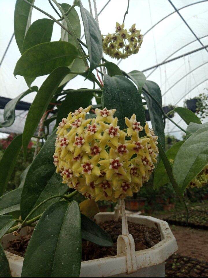 chậu hoa cẩm cù
