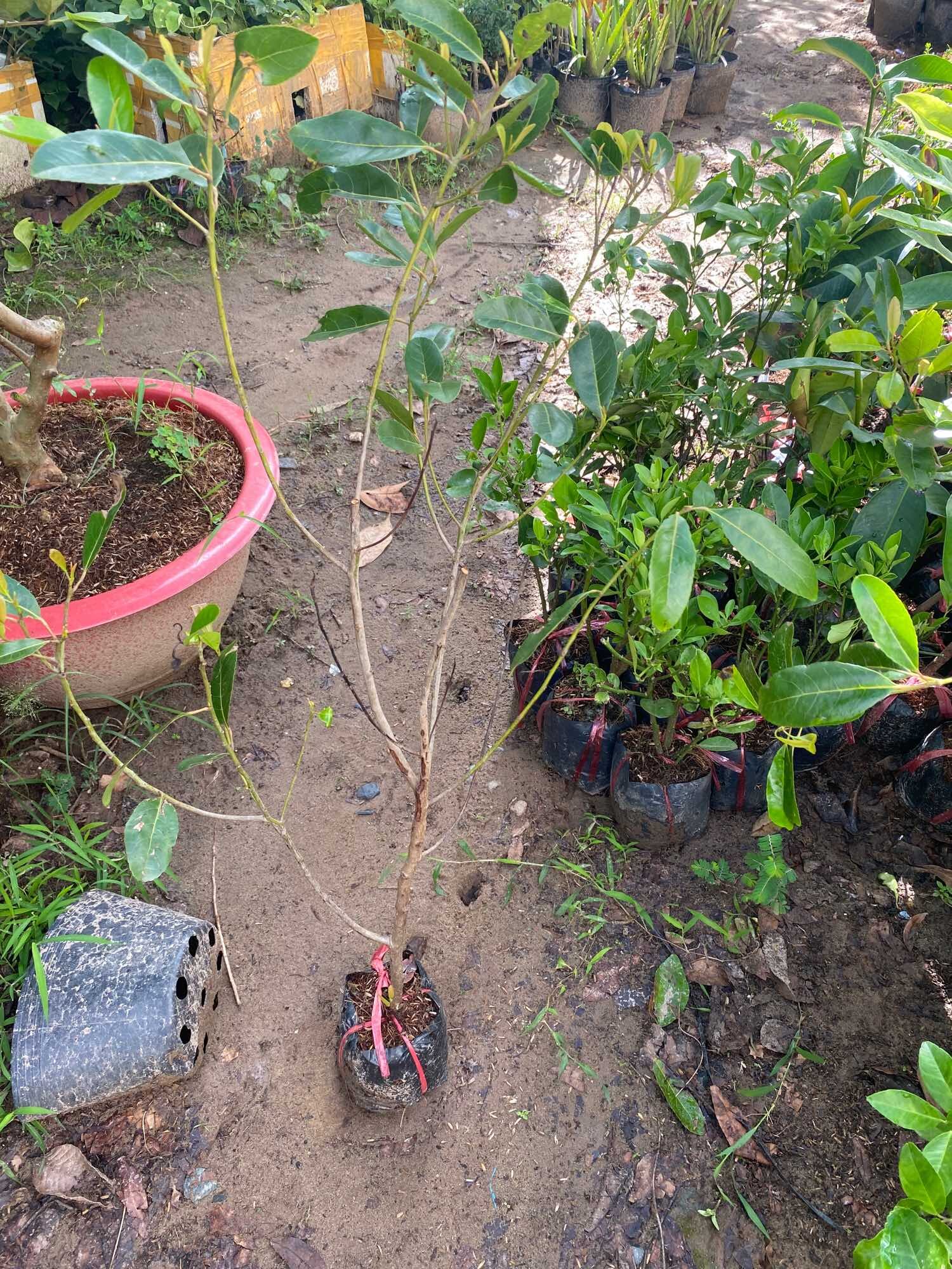 Cây Cà Na giống Tứ quý
