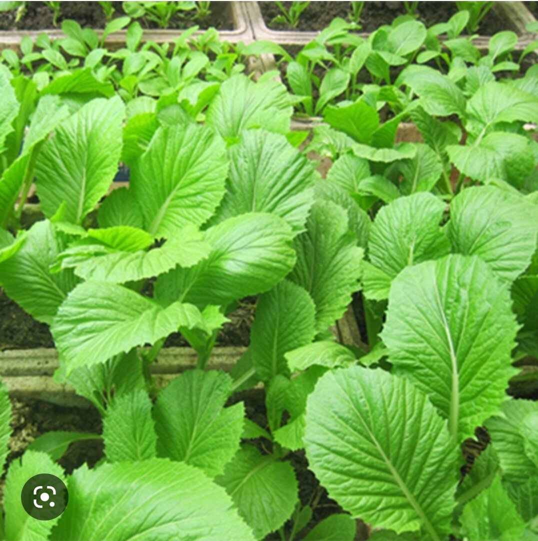 Hạt giống rau cải xanh bẹ mỡ gói 20 gram