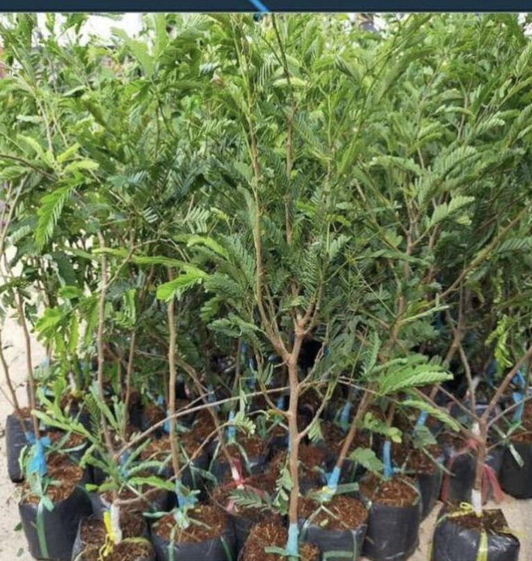 Cây Giống Me Thái