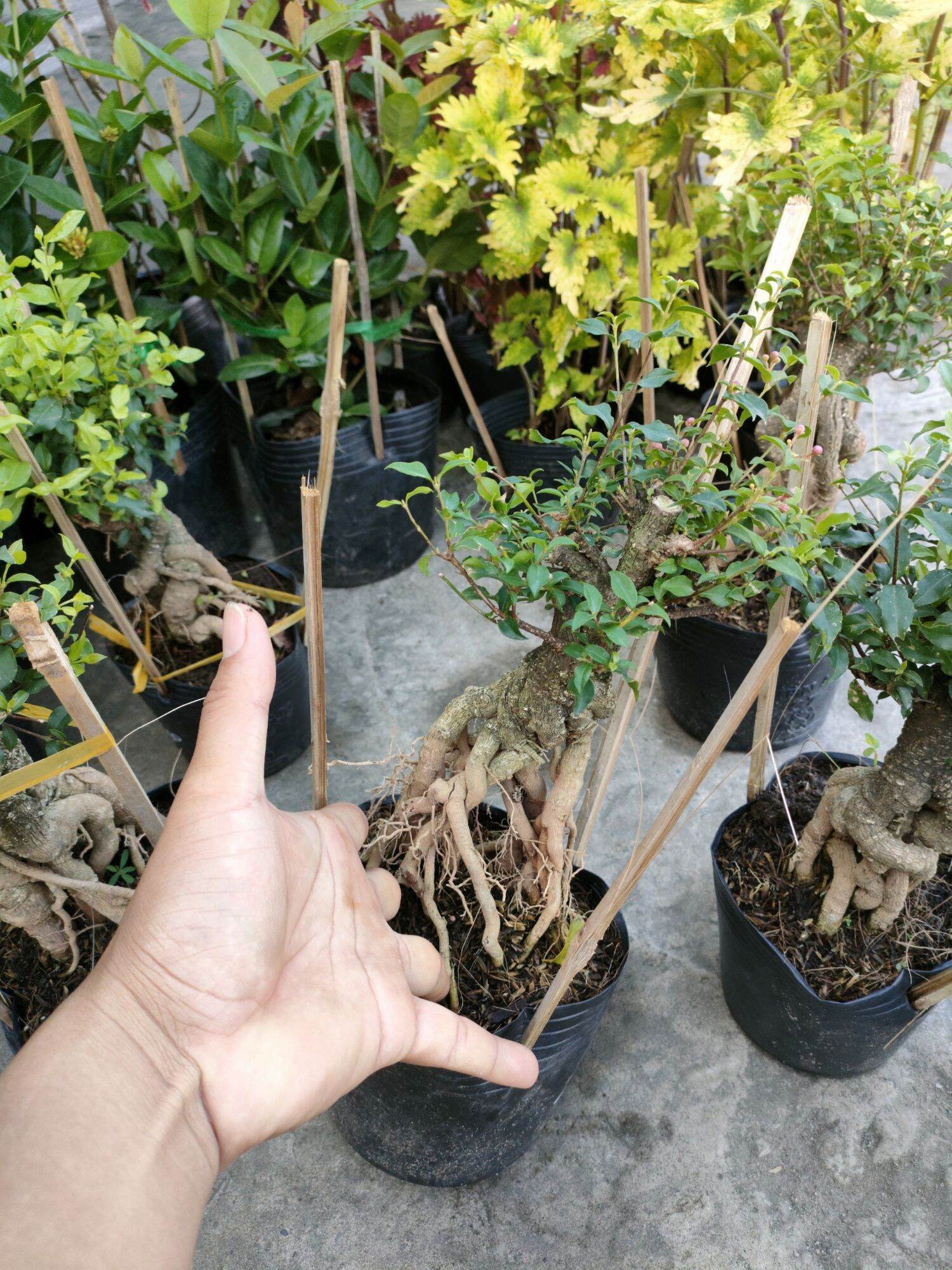 Cây hồng ngọc mai chơi bonsai