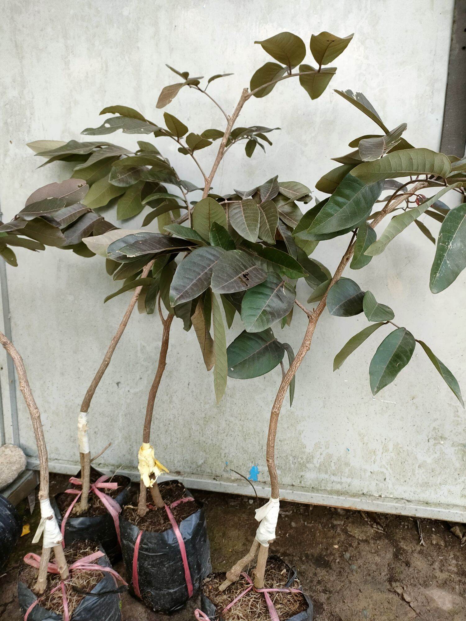 Cây nhãn tím