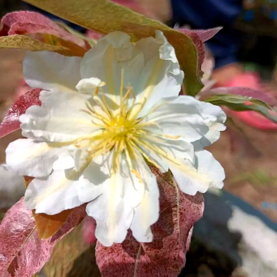 Cây bạch mai đọt đỏ - bonsai gốc ghép đẹp