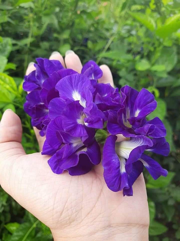 Hạt  hoa đậu biếc  kép (to) 20 hạt