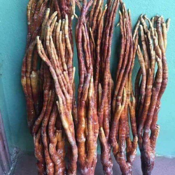250g nấm linh chi sừng hươu
