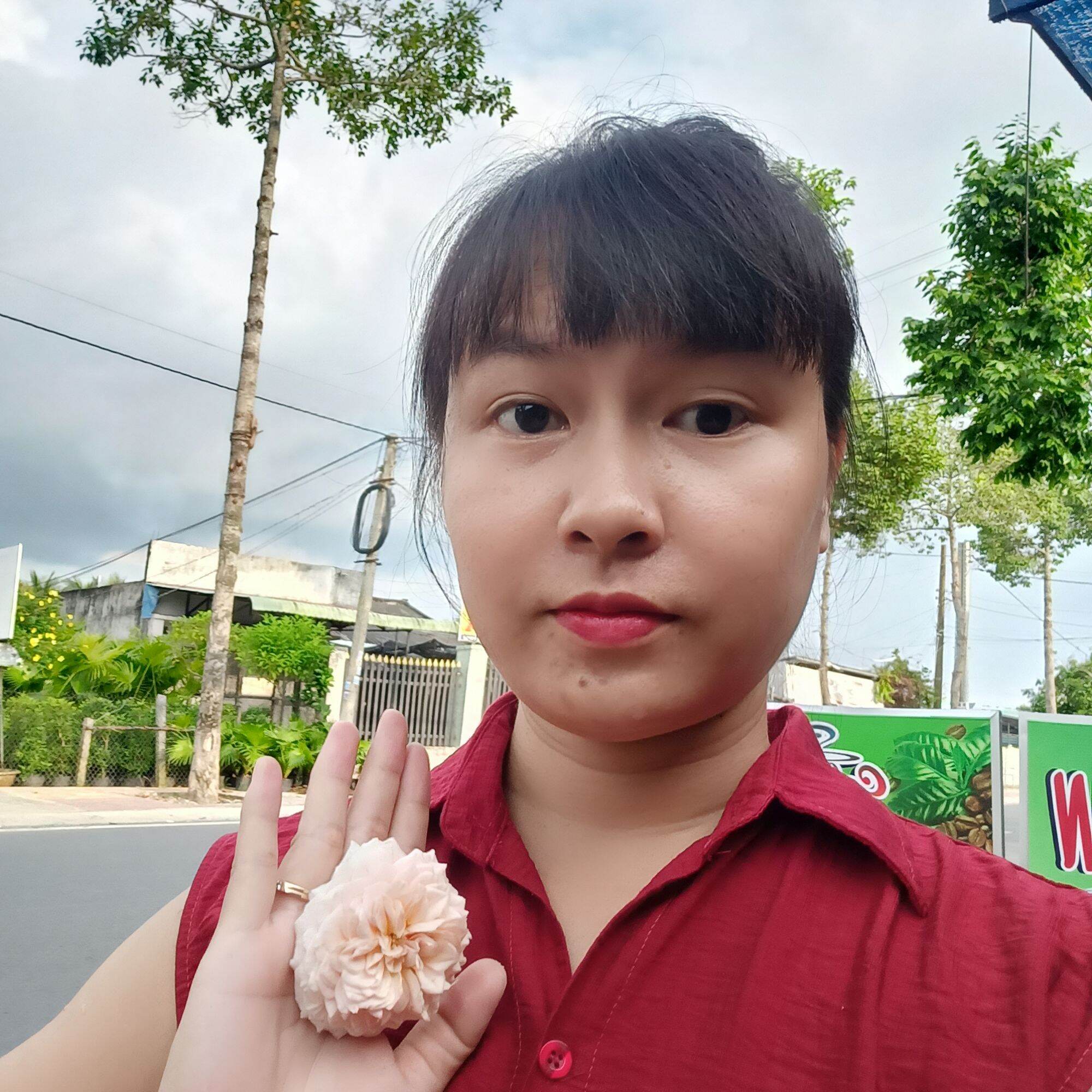 Hoa hồng Abraham darby cao từ 40cm