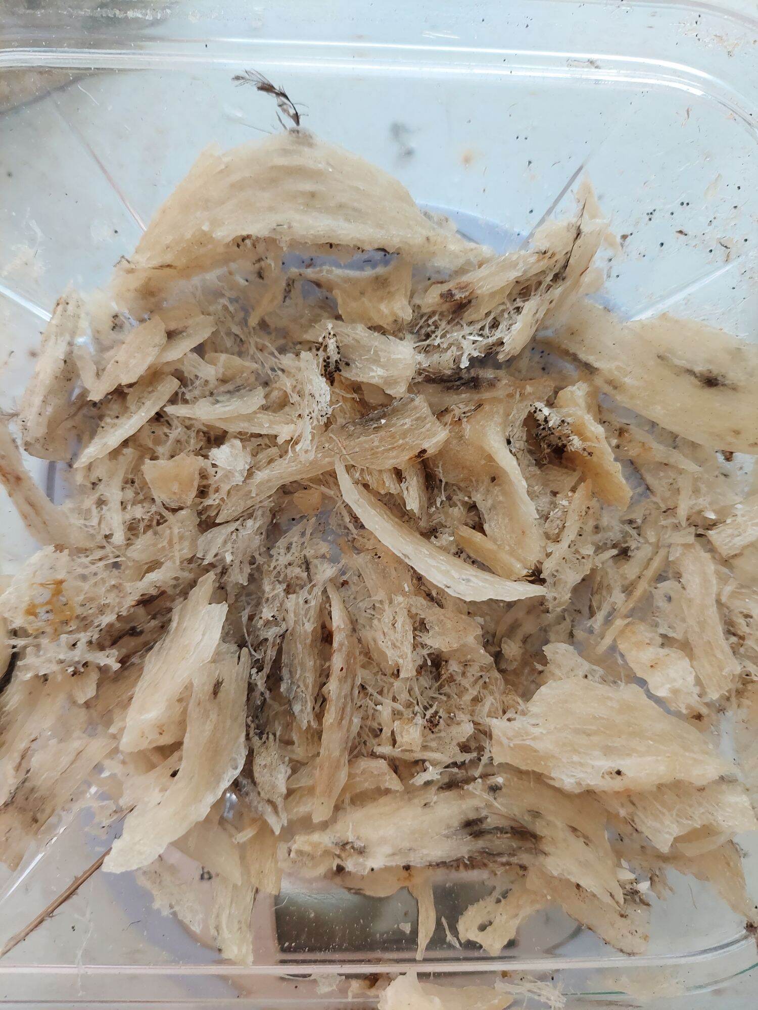 10g _ 100g yến vụn thô