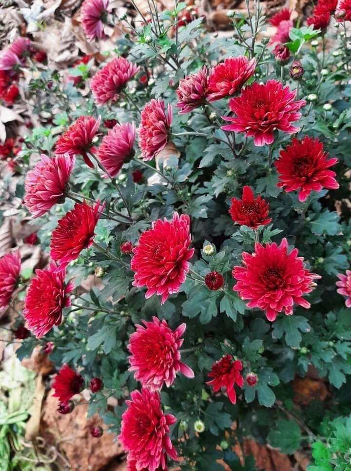 Cây giống  cúc cổ sơn la