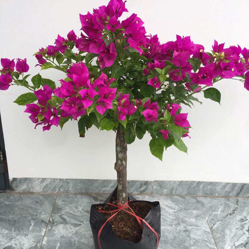 Cây hoa giấy ghép Tím Pháp, cây thuần chậu đang hoa, cao khoảng 70cm