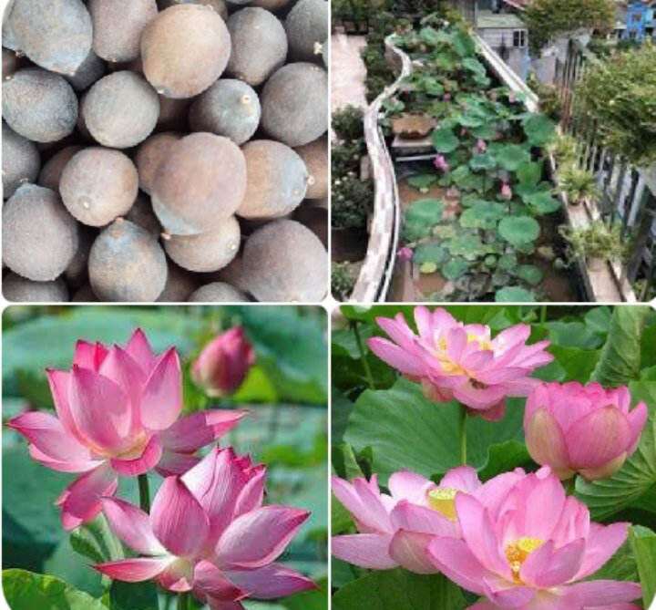 100 hạt giống hoa sen ta trồng đầm