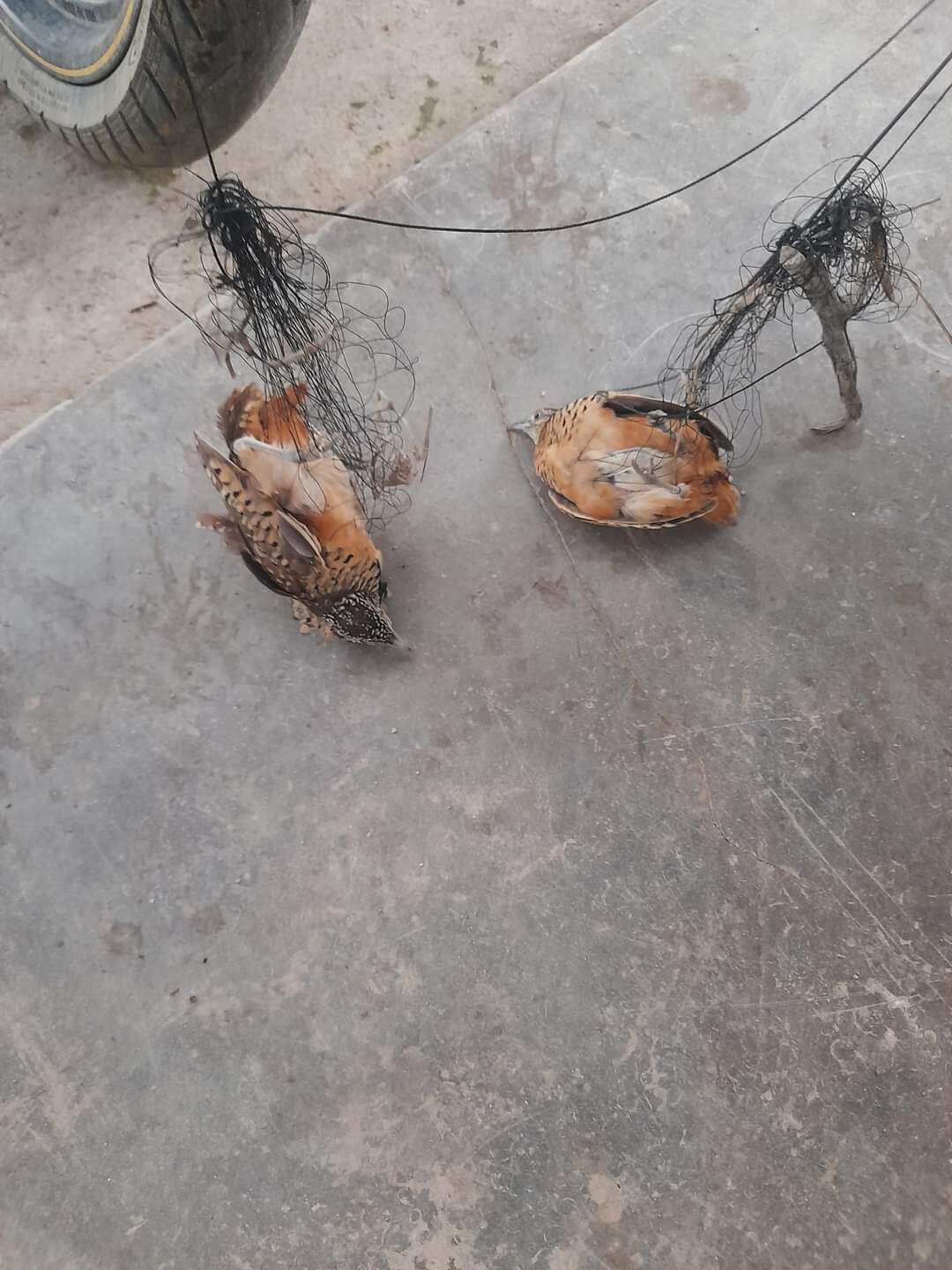 Cung bẫy cút gồm 10 cung