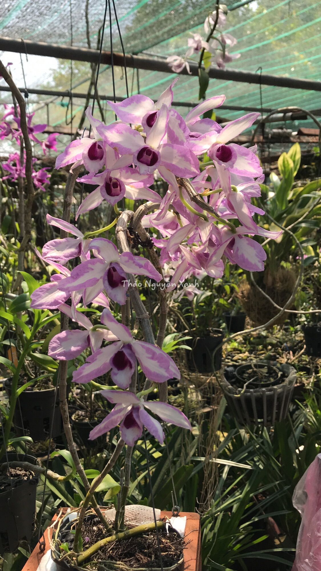 Lan phi điệp chớp mỹ