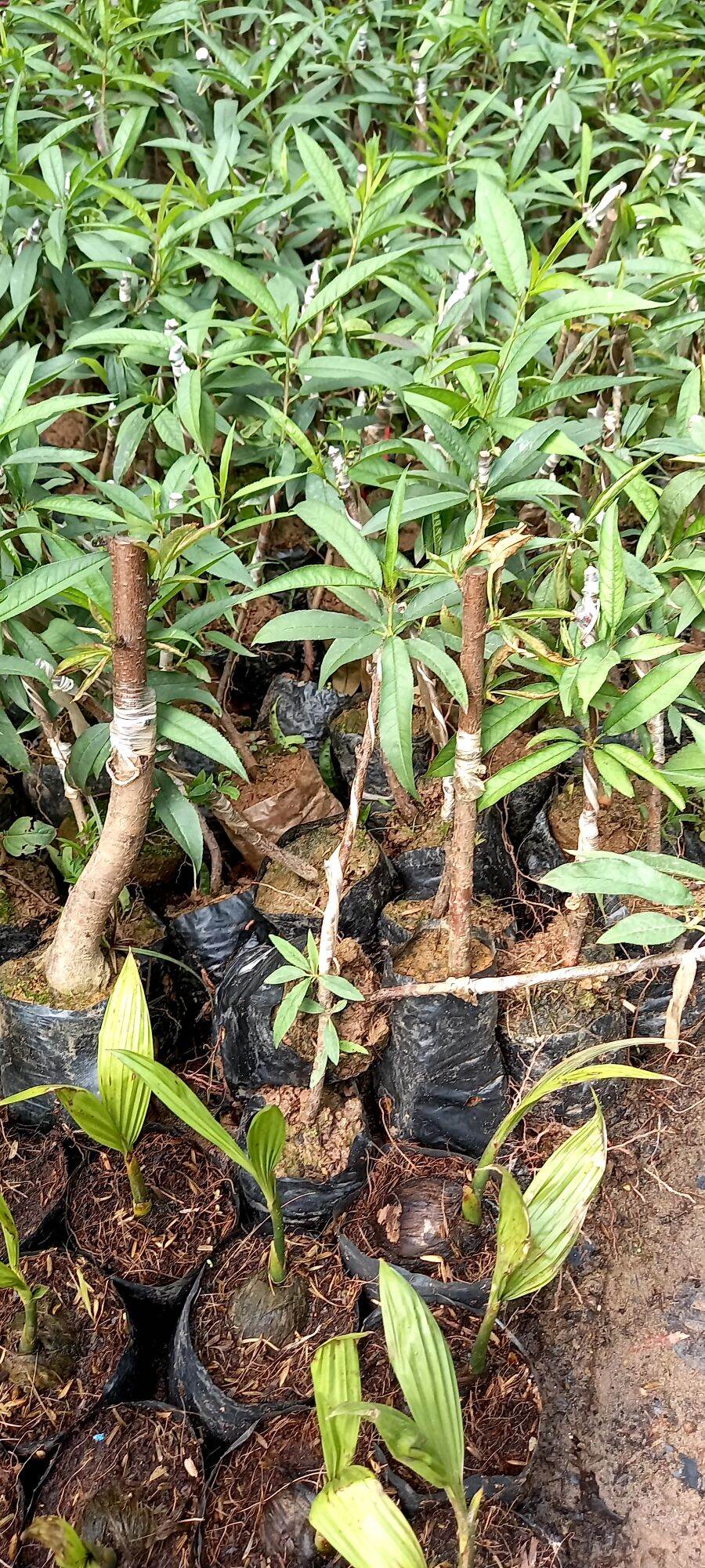 2 cây giống đào bích, đào phai cánh kép