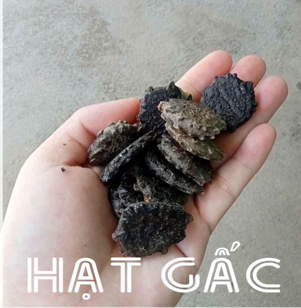 HẠT GẤC KHÔ 500G