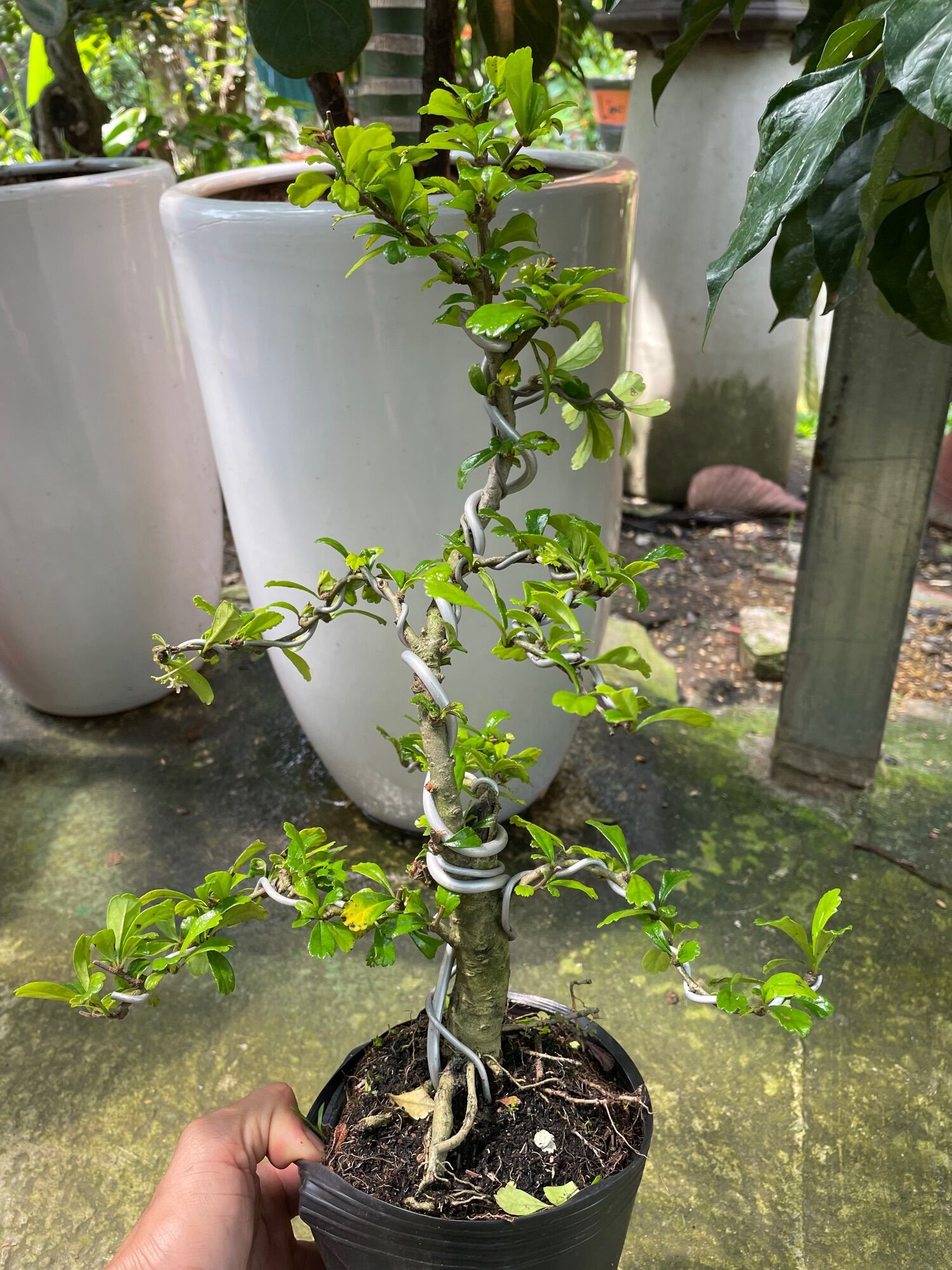 Cây Trà Phúc Kiến (bùm sụm) bonsai