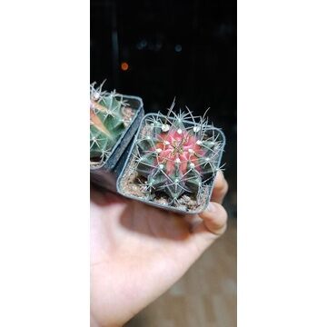 Xương rồng gym lem