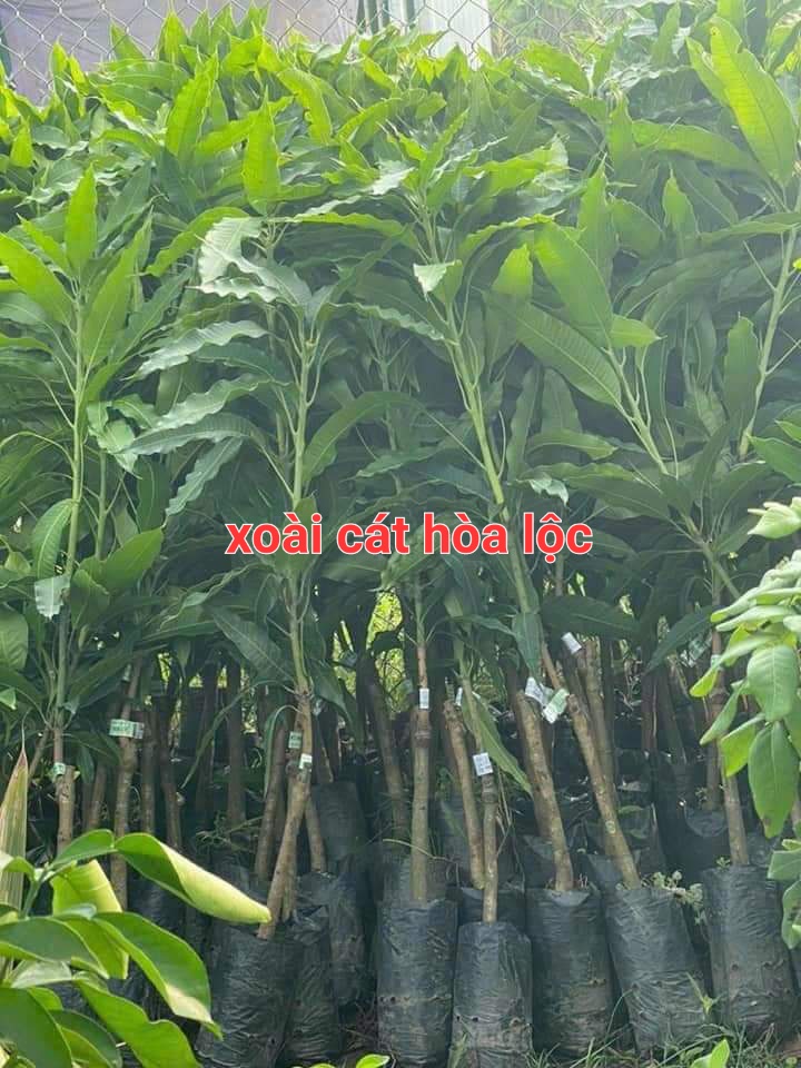 CÂY XOÀI CÁT HÒA LỘC