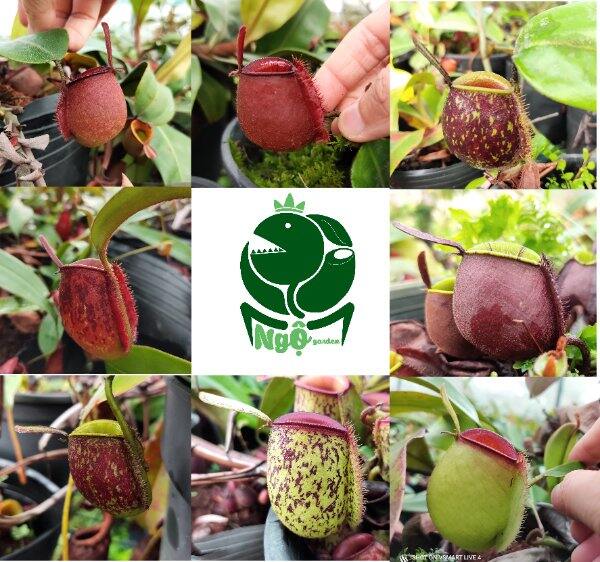 Nắp ấm Ampu các loại