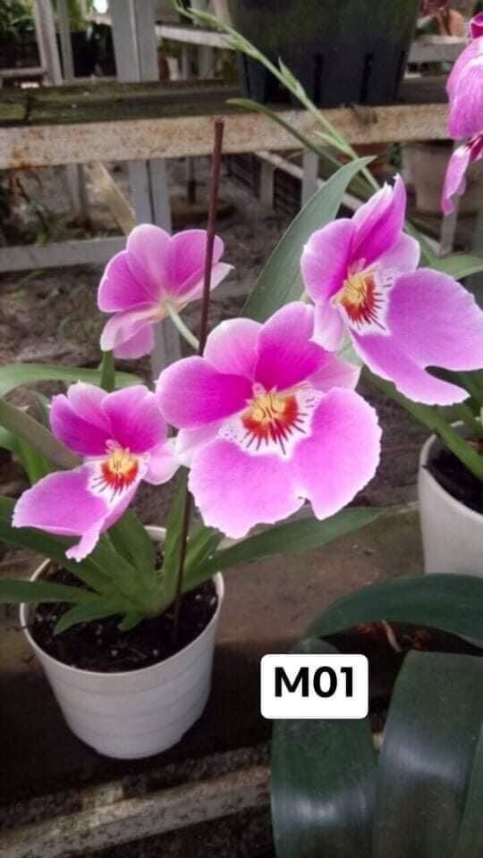 Hoa lan vũ nữ tonia