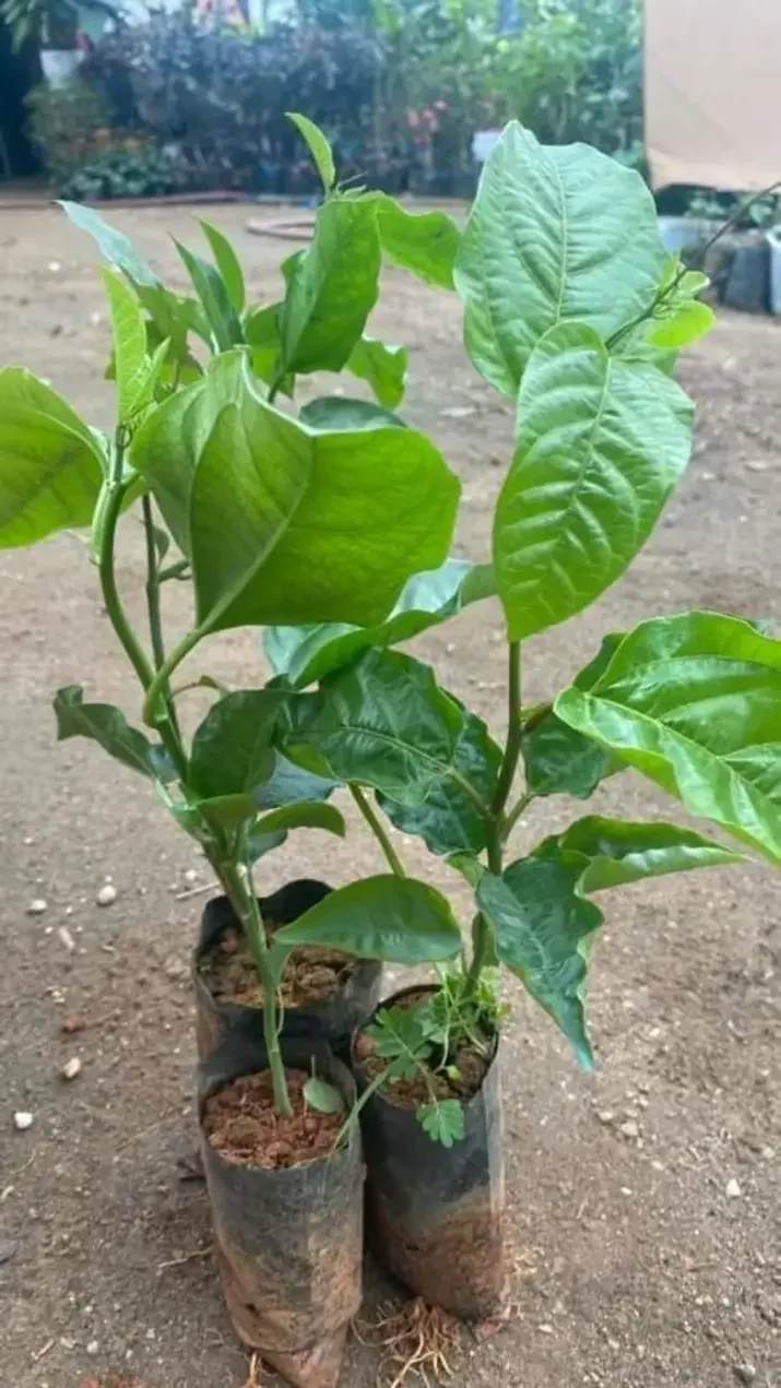 cây chanh dây tím đài loan cao 40-80cm
