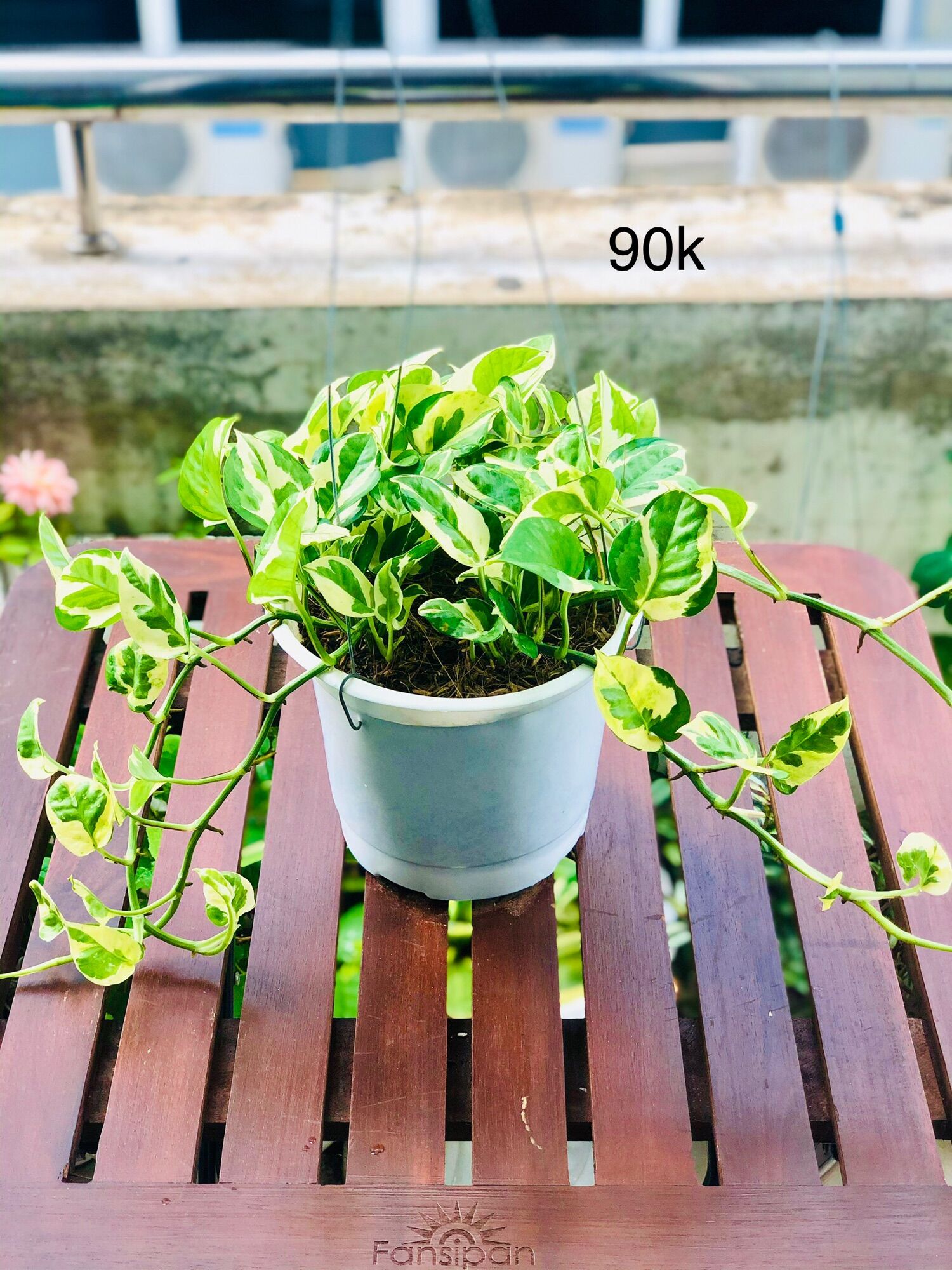 Chậu trầu bà cẩm thạch, trầu bà sữa treo