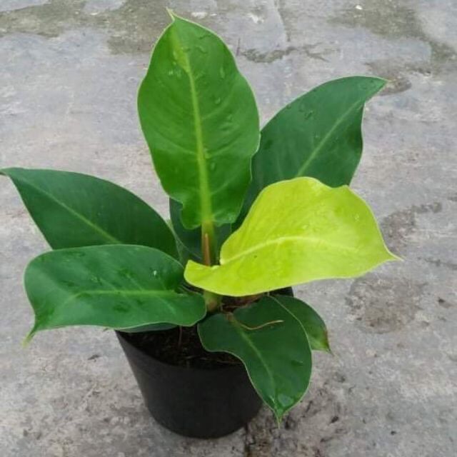 Cây trầu bà đế vương vàng