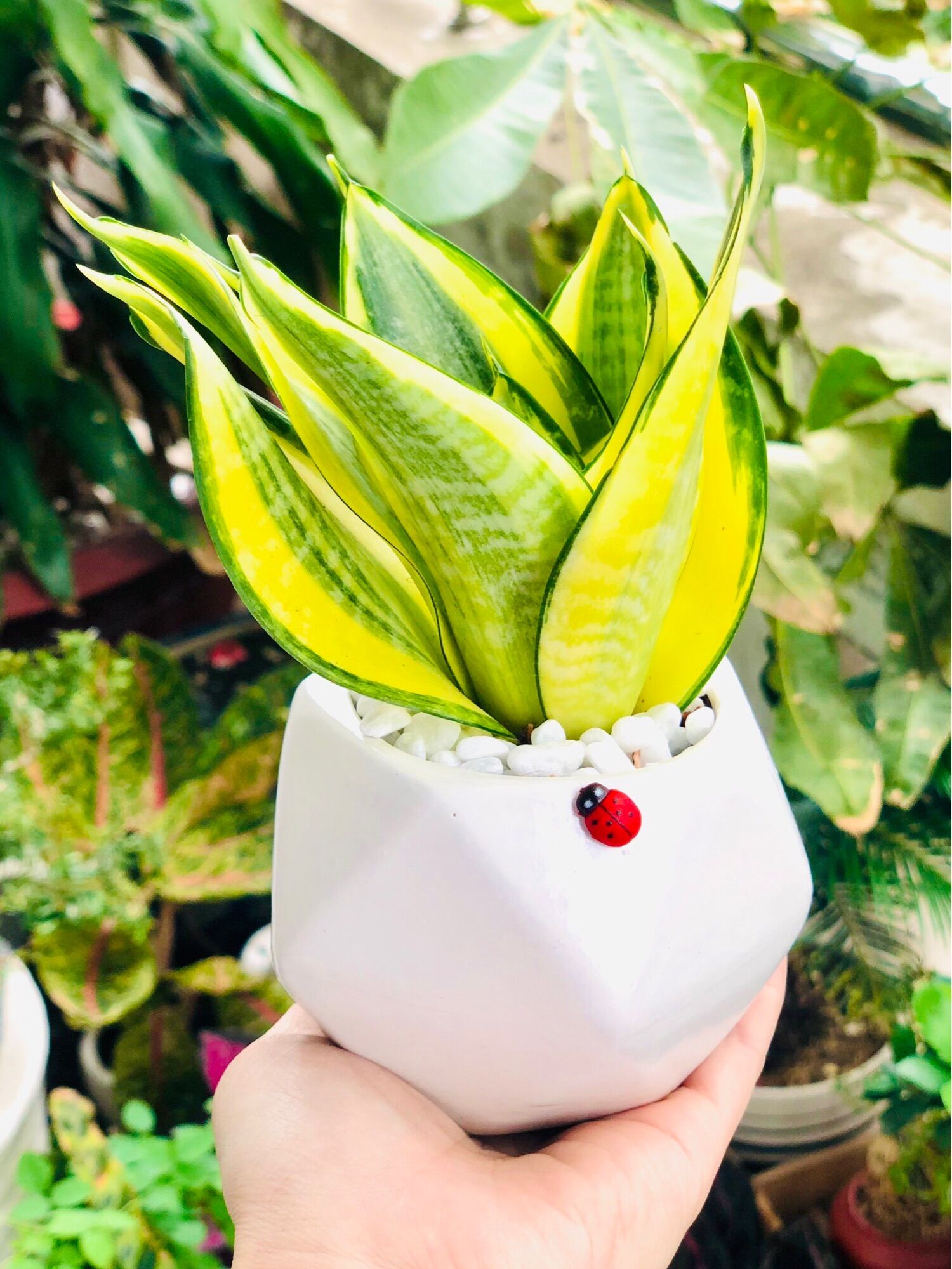 Chậu lưỡi hổ thái, bao gồm chậu