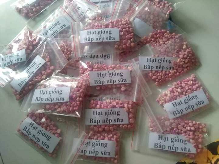 100 hạt giống bắp nếp nù sữa