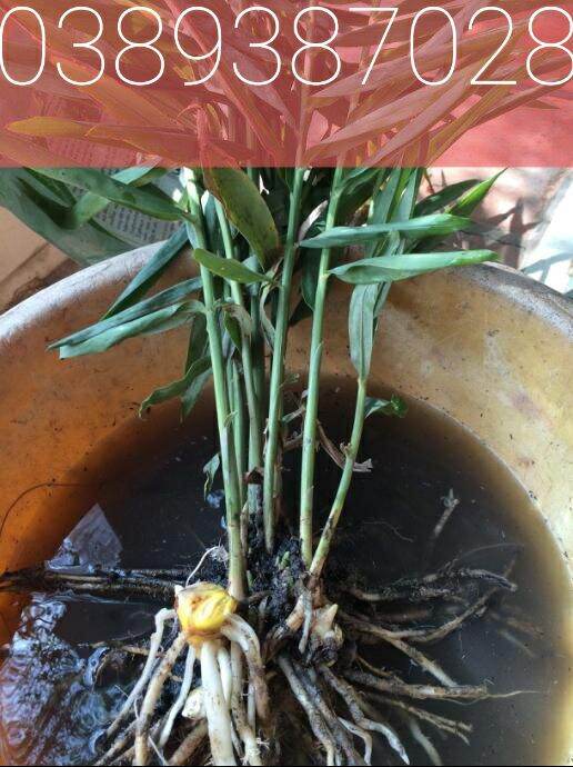 Cây ngải sậy giống