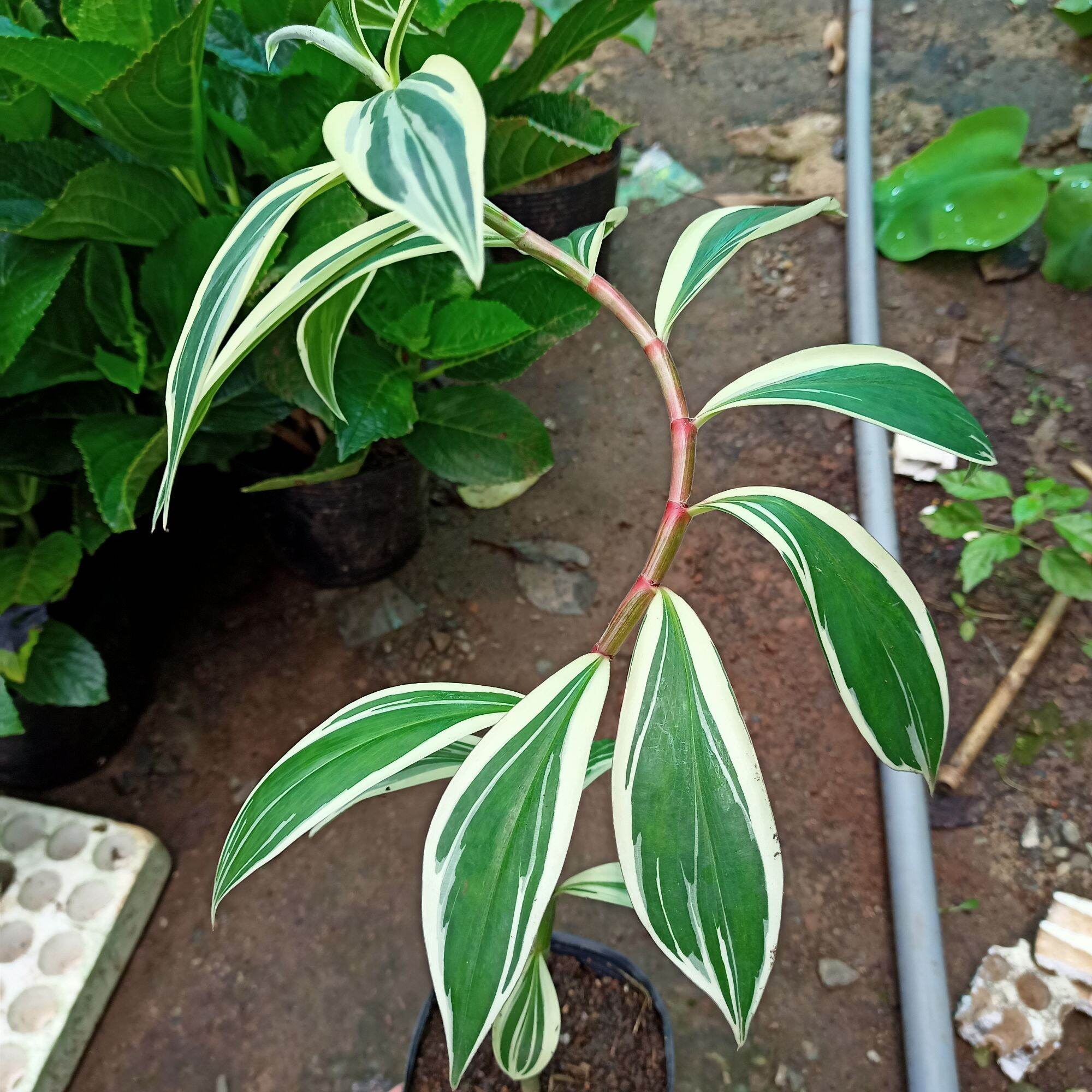 Cây chong chóng var - spiral ginger var - costus arabicus var