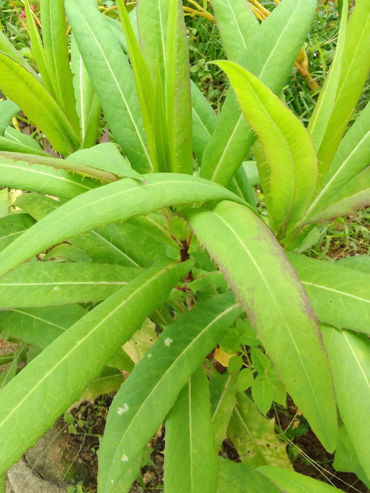 1 cây giống bồ công anh