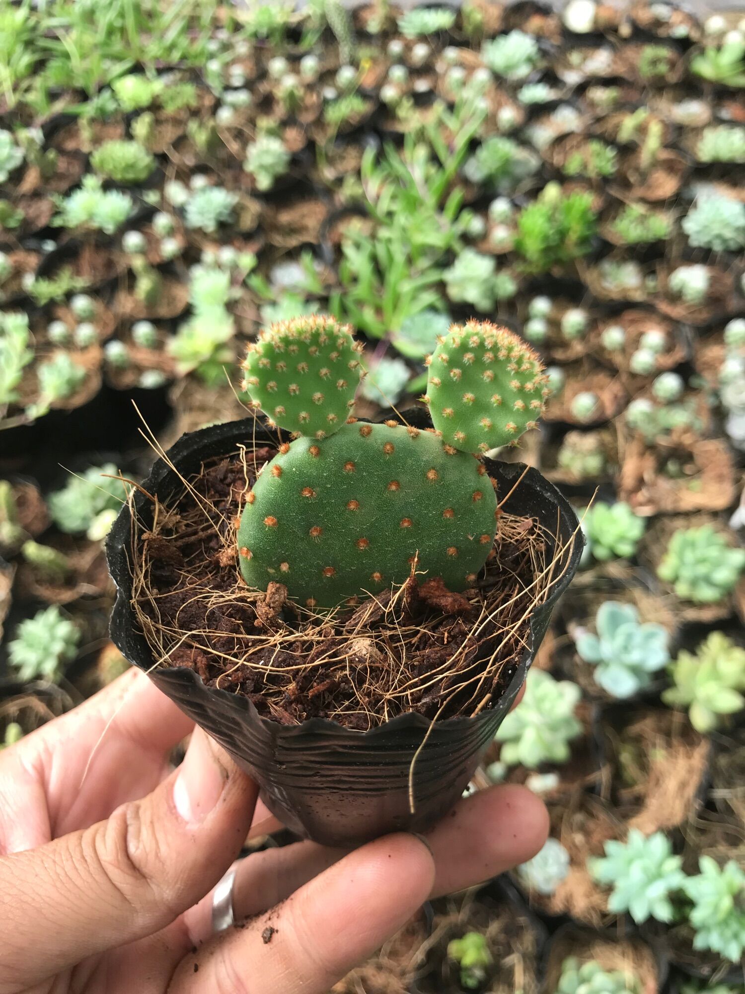 Xương rồng Mickey bầu