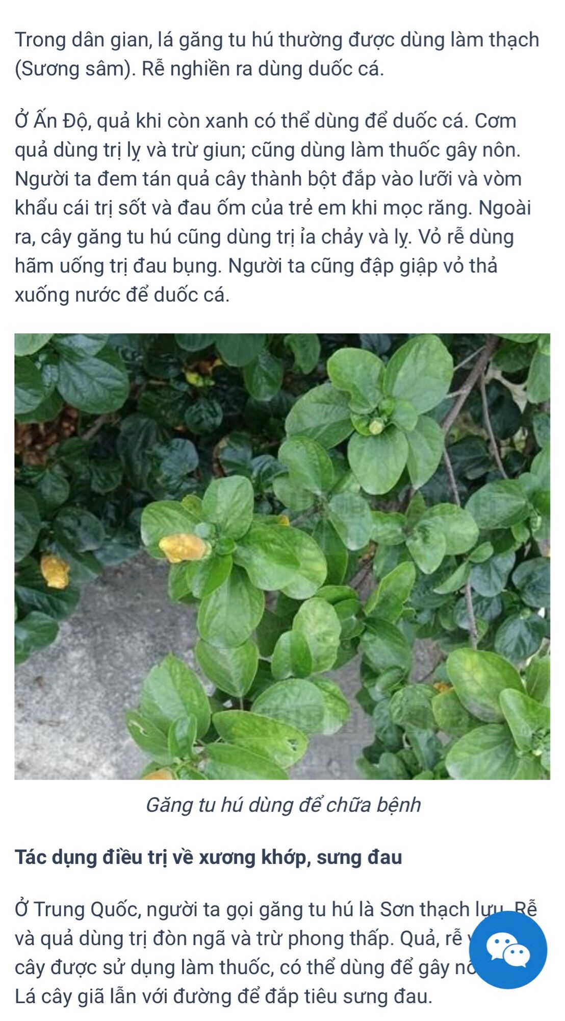 Cây găng tu hú (100 hạt giống)