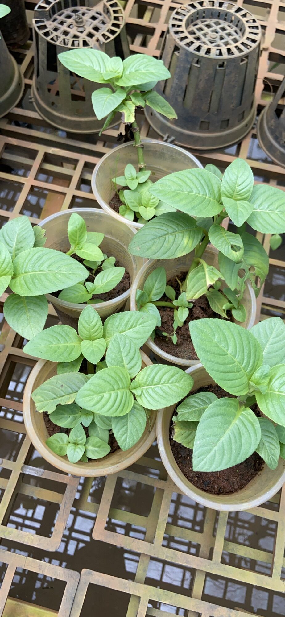 Cây rau xá xị (rau quế vị)