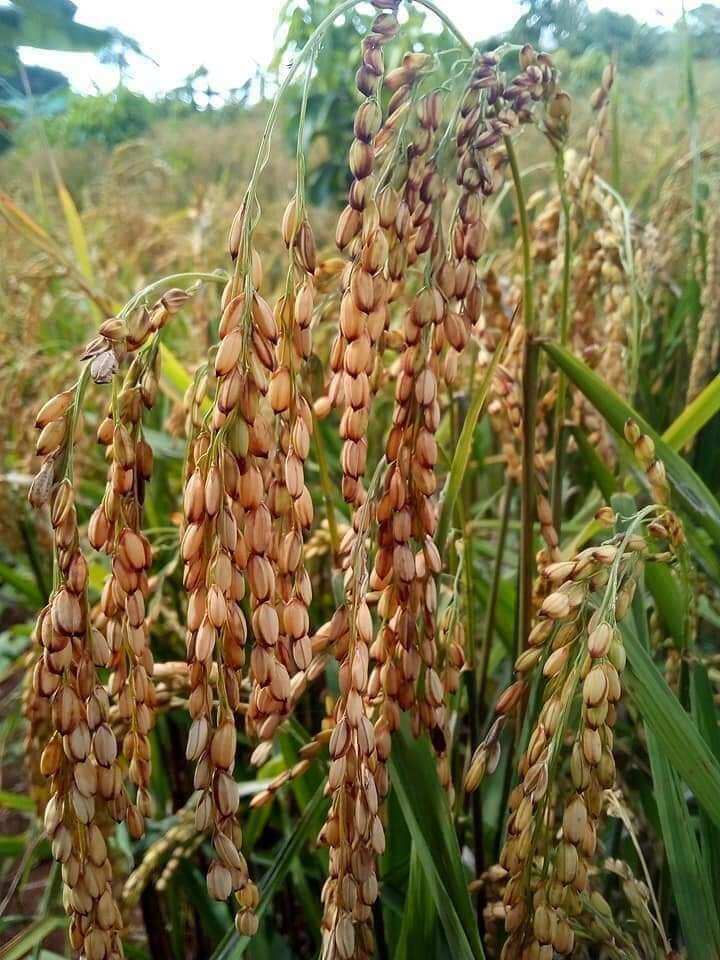 nếp nương Lào dẻo ngon túi 1kg