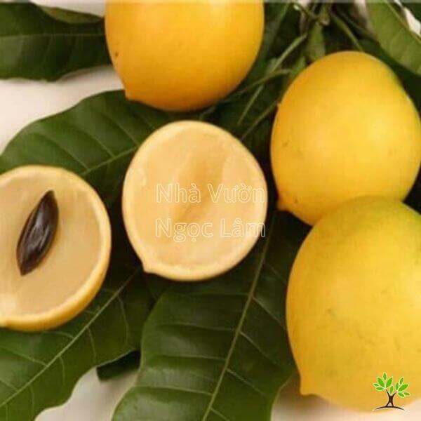 Vú sữa hoàng kim 1kg