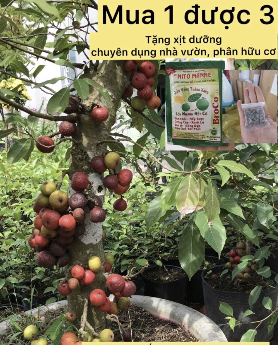 Cây sung Việt caykiengsadec cây ăn quả, trái