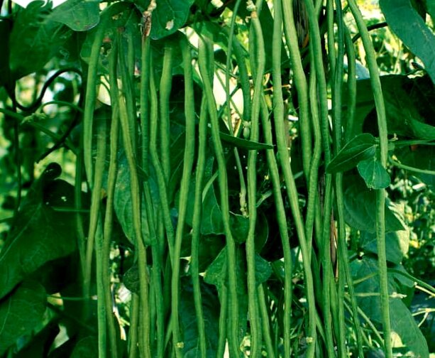 Hạt giống đậu đũa hạt đen