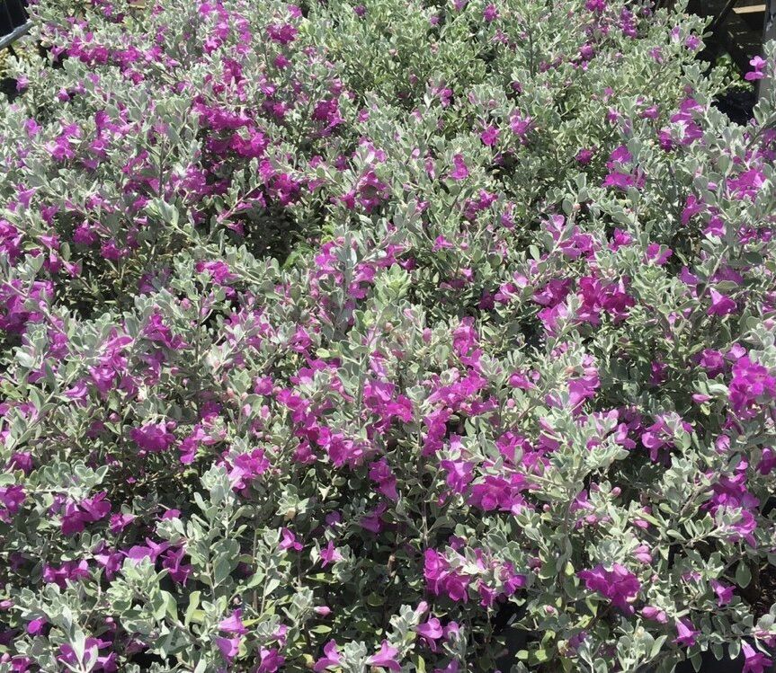 Tuyết sơn phi hồng