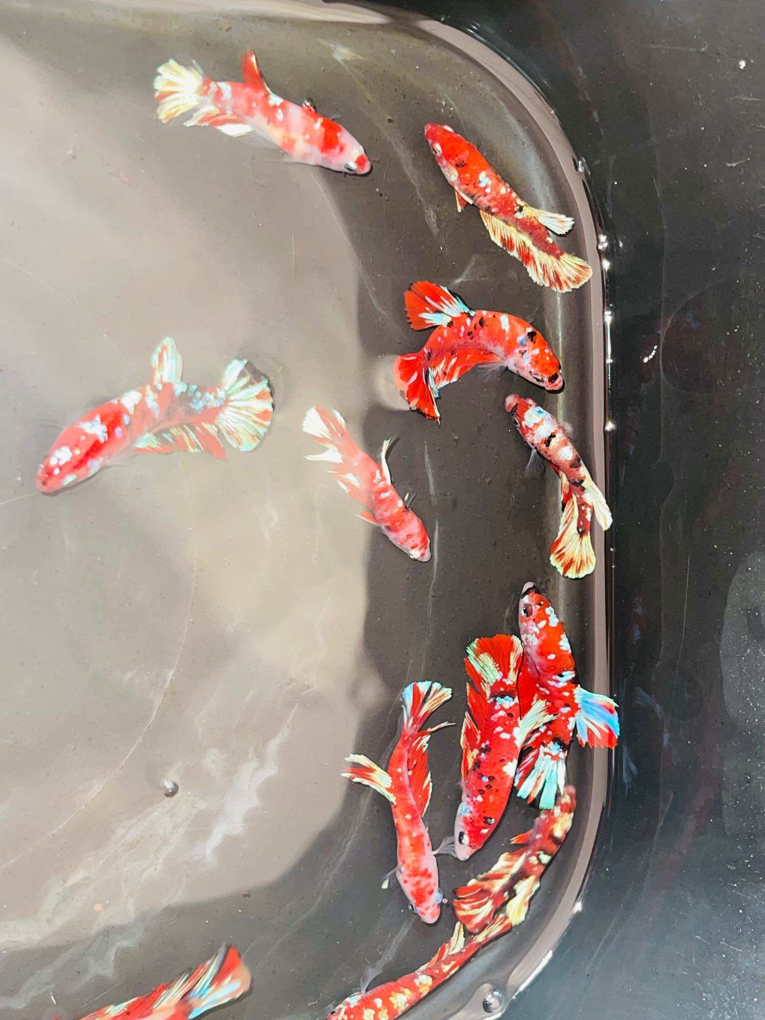 Thuỷ Sinh Betta Koi Red Gold - Hàng siêu phẩm