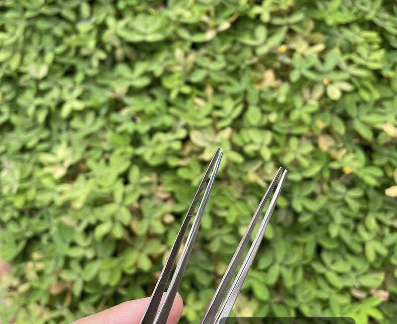 🏵 Cây Nhíp Lấy Ráy Tai Thanh Sơn (17cm)