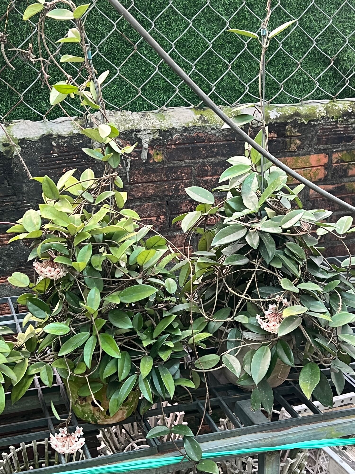 Hoa Lan Cẩm Cù Chậu to đẹp